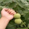 【核桃苗】嫁接核桃苗批發(fā) 香玲核桃價格 8518 坐果早產(chǎn)量高