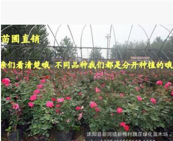 超低價格 3年生 月季花23個品種 大花月季 盆栽 帶花苞嫁接月季