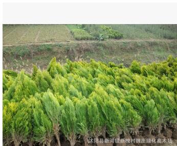 超低價 綠化苗木 灑金柏 庭院綠化柏樹