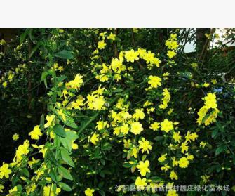 低價 迎春花 垂吊攀援花卉 庭院植物 綠化 綠籬