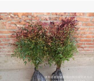 彩色綠化苗木 南天竹苗 紅天竺 色塊盆栽 園林綠化