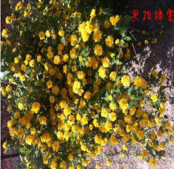 爬藤多花植物 重瓣棣棠 地橖 可垂吊與攀緣 可地栽 耐寒冬 工程