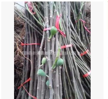 供應各種果樹苗 櫻桃 無花果 獼猴桃 蘋果 梨樹 李子樹