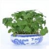 家居桌面盆栽植物花卉 銅錢草花苗 金錢草 超好養(yǎng) 可水培基地直銷