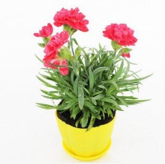 盆栽花卉康乃馨苗母愛象征花 庭院植物陽臺(tái)凈化空氣康乃馨花苗