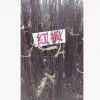 嫁接紅楓樹苗日本紅楓樹苗美國(guó)紅楓樹苗四季紅楓紅葉楓樹綠化苗木