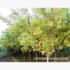 金枝槐_金枝槐價格_優質金枝國槐批發