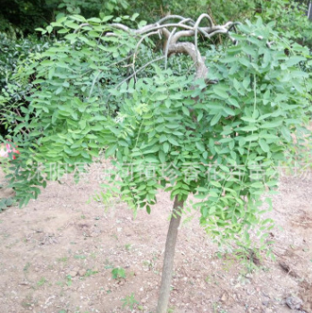 QQ截圖20171127140457