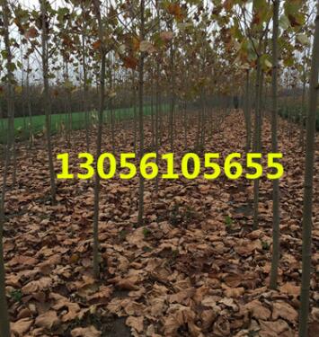 綠化苗 法桐 法桐樹 規(guī)格齊全