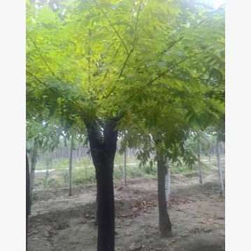 QQ截圖20171127141005