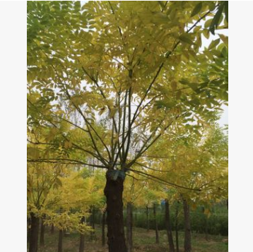 QQ截圖20171127141015