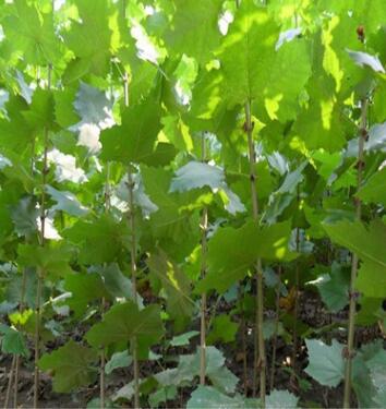 法國梧桐樹苗法桐小苗品種齊全