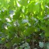 法國梧桐樹苗法桐小苗品種齊全