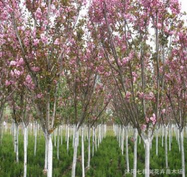 日本櫻花苗 櫻花樹苗嫁接櫻花小苗