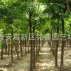 國槐 山東2米高國槐價格 泰安國槐批發 金枝國槐哪里買