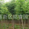 國槐苗哪里買國槐苗價格國槐苗批發國槐苗大型基地