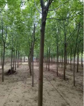 園林綠化專用樹 河北保定平頭帶冠白蠟大樹批發(fā)金葉白蠟樹廠家