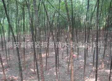 大量供應國槐，速生國槐，大小規(guī)格國槐