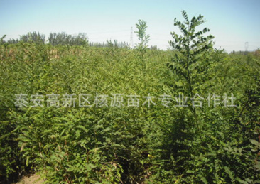 批發(fā)國槐小苗 速生國槐 老式國槐價格1-15公分