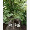 雞爪槭 果樹(shù)木花卉木 樹(shù)花園林 綠化木常綠喬木