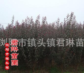 紅葉李湖南低價(jià)格銷(xiāo)售 喬木紅葉李 紅葉李苗木