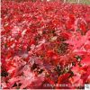 批發美國嫁接紅楓 優質美國紅楓樹 風景樹 紅楓量大優惠