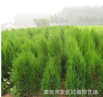 苗圃大面積側柏種植 營養缽