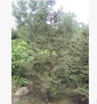 各種規格云杉樹 品種齊全 苗好價低