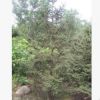 各種規格云杉樹 品種齊全 苗好價低