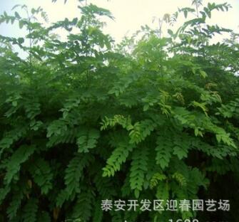 供應各種苗木 種苗 基地直銷 優質 刺槐樹苗 價格優惠