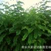 供應各種苗木 種苗 基地直銷 優質 刺槐樹苗 價格優惠