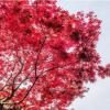熱銷供應高桿紅楓 紅楓樹苗 紅楓苗木