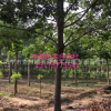 大量批發(fā)工程苗木白蠟 12公分白蠟樹規(guī)格齊全
