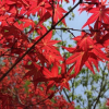 長(zhǎng)期供應(yīng)日本紅楓 美國(guó)紅楓秋火焰小苗