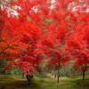 美國(guó)紅楓樹苗批發(fā)美國(guó)秋火焰 紅楓小苗