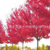 美國(guó)紅楓樹苗批發(fā)美國(guó)秋火焰 紅楓小苗