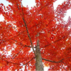 供應(yīng) 紅楓 美國(guó)秋焰紅楓 改良紅楓 紅楓小苗