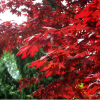 供應(yīng)園林植物 紅楓 紅楓樹 日本紅楓 美國(guó)紅楓秋火焰小苗