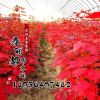 樹苗行道樹綠化苗木 美國紅楓苗