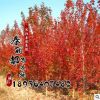 美國紅楓樹苗 行道樹綠化苗木