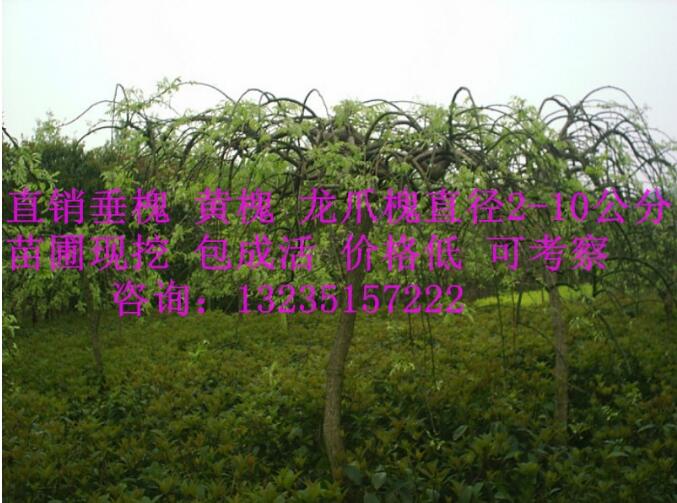 批發垂槐 黃槐 黃金槐 龍爪槐 優質槐樹苗圃直銷黃金槐規格多