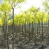 老式槐樹 30公分國槐 基地直銷 截桿干發帽國槐 速生國槐