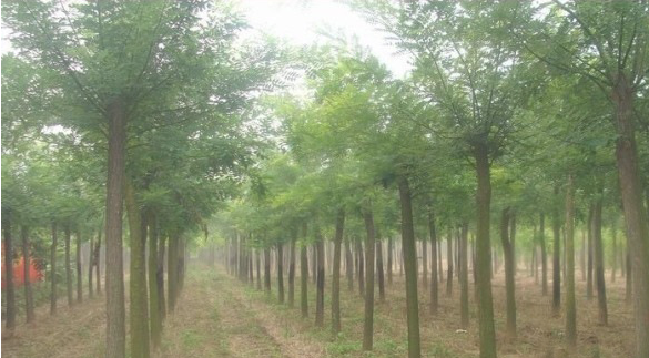 基地銷售 速生國槐 綠化國槐樹苗 金枝國槐小苗