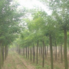 基地銷售 速生國槐 綠化國槐樹苗 金枝國槐小苗