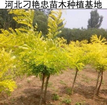 d39 基地常年銷售 金針金枝國槐苗 金葉國槐苗木 黃金槐樹