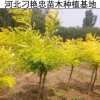 d39 基地常年銷售 金針金枝國槐苗 金葉國槐苗木 黃金槐樹