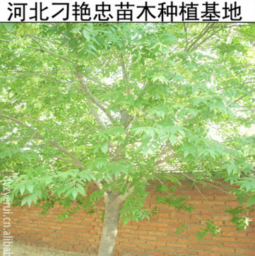 b20基地銷售 苗木白蠟 速生白蠟樹 白蠟樹苗 價格低