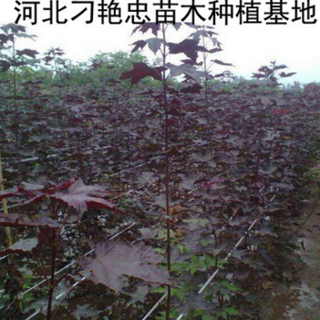 c29基地 大葉紅楓 紅楓樹苗 美國日本 小紅楓苗