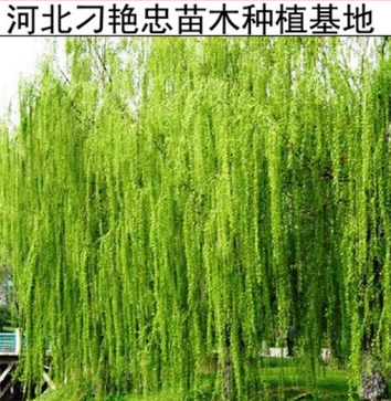 b16銷售園林綠化苗木 金絲柳 金絲柳樹苗 金絲垂柳樹苗