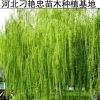 b16銷售園林綠化苗木 金絲柳 金絲柳樹苗 金絲垂柳樹苗